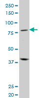 WB - PRDM1 Antibody (monoclonal) (M01) AT3417a